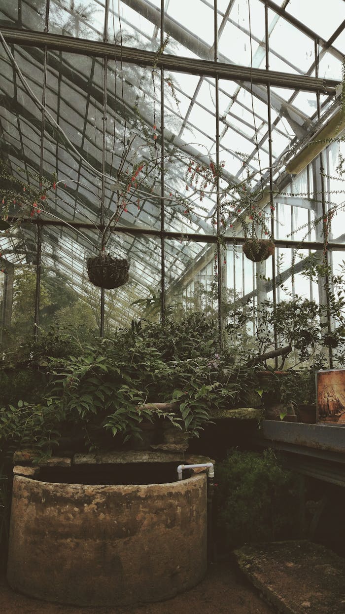 Serene interior of a greenhouse with abundant green plants and natural light filtering through glass.